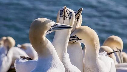 开云综合服务-中国女篮强调团队协作 增强比赛掌控力，中国女篮很强