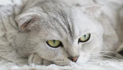 开云综合服务-中国女篮强调团队协作 增强比赛掌控力，中国女篮很强